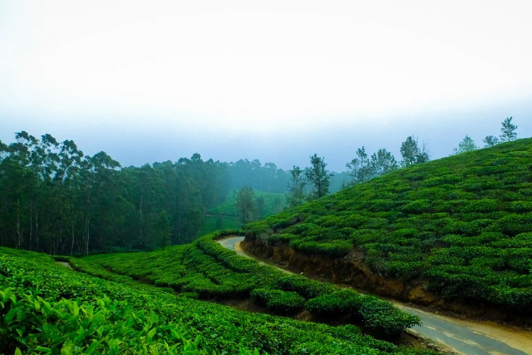 Cochin 1N| Munnar 2N| Thekkady 1N| Alleppey 1N| Kovalam 2N