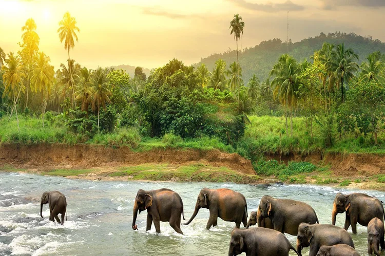 Colombo 2N | Kandy 1N