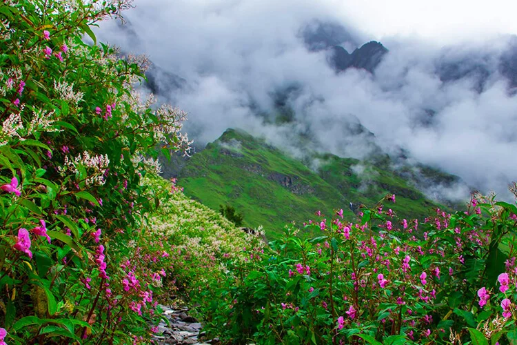 Valley Of Flowers